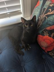 Lost Male Cat last seen Simms Landing, Pelham, AL 35124
