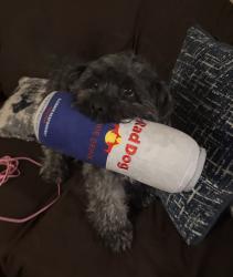 Lost Male Dog last seen Silver lane and main st, East Hartford, CT 06118