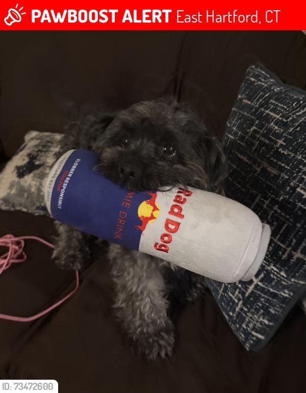 Lost Male Dog last seen Silver lane and main st, East Hartford, CT 06118
