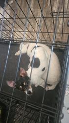 Reunited Male Dog last seen Harris Ave and Mojave Rd, Las Vegas, NV 89101