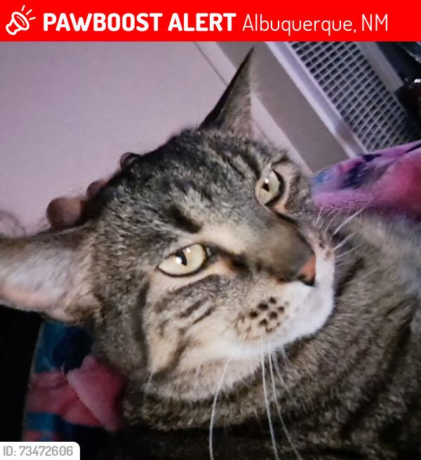Lost Male Cat last seen Mary Ellen, Albuquerque, NM 87111