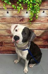 Reunited Unknown Dog last seen Located at Rockdale County Animal Service, 1506 Rockbridge Road, Conyers, GA 30012, Conyers, GA 30012