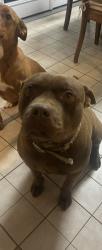 Reunited Male Dog last seen State hwy 52, Keenesburg, CO 80643