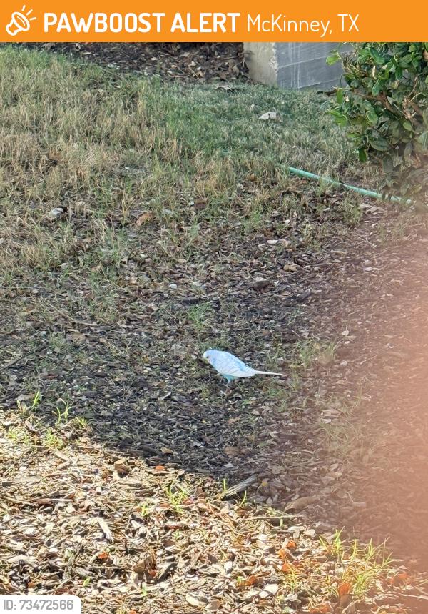 Found/Stray Unknown Bird last seen Backyard area bird feeder, McKinney, TX 75070