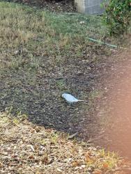 Found/Stray Unknown Bird last seen Backyard area bird feeder, McKinney, TX 75070