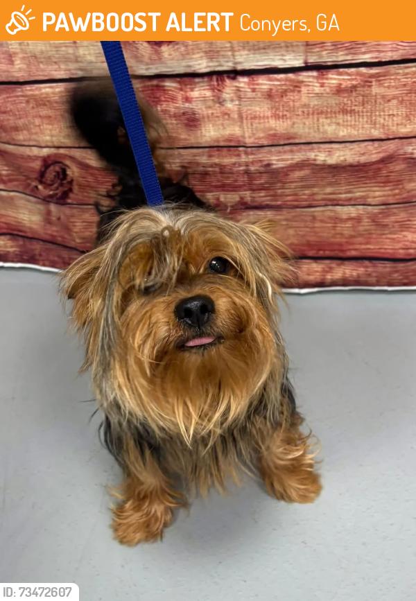 Found/Stray Unknown Dog last seen Located at Rockdale County Animal Service, 1506 Rockbridge Road, Conyers, GA 30012, Conyers, GA 30012