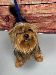 Found/Stray Unknown Dog last seen Located at Rockdale County Animal Service, 1506 Rockbridge Road, Conyers, GA 30012, Conyers, GA 30012