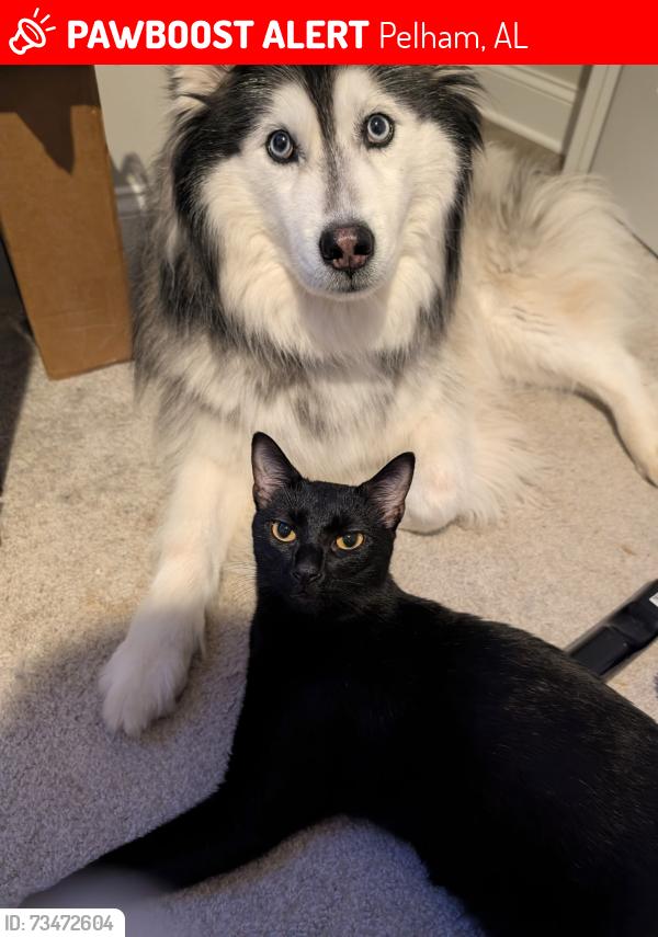 Lost Male Cat last seen Sims Landing subdivision, Pelham, AL 35124
