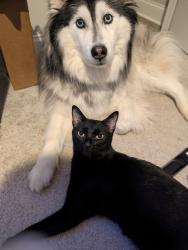 Lost Male Cat last seen Sims Landing subdivision, Pelham, AL 35124