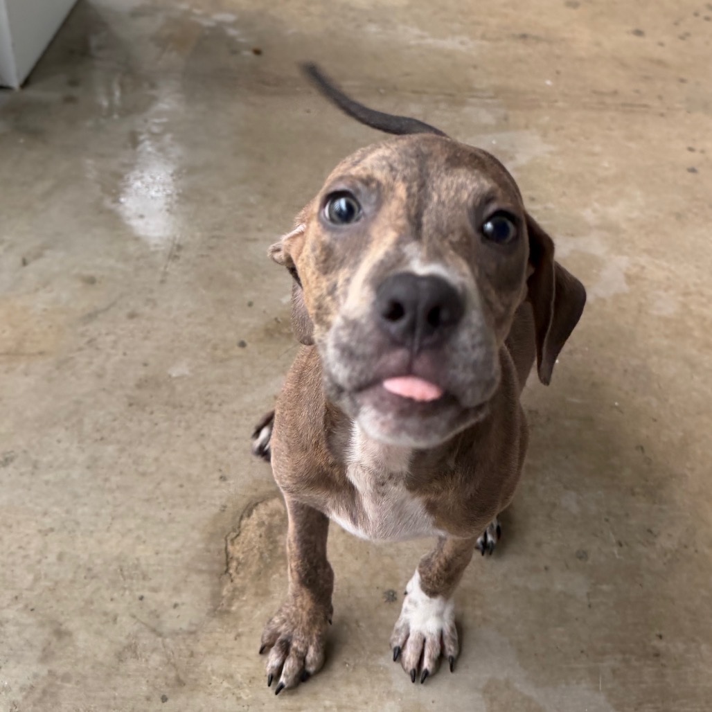 Shelter Stray Female Dog last seen , 3607 N Armenia Ave, Tampa, FL 33607, USA