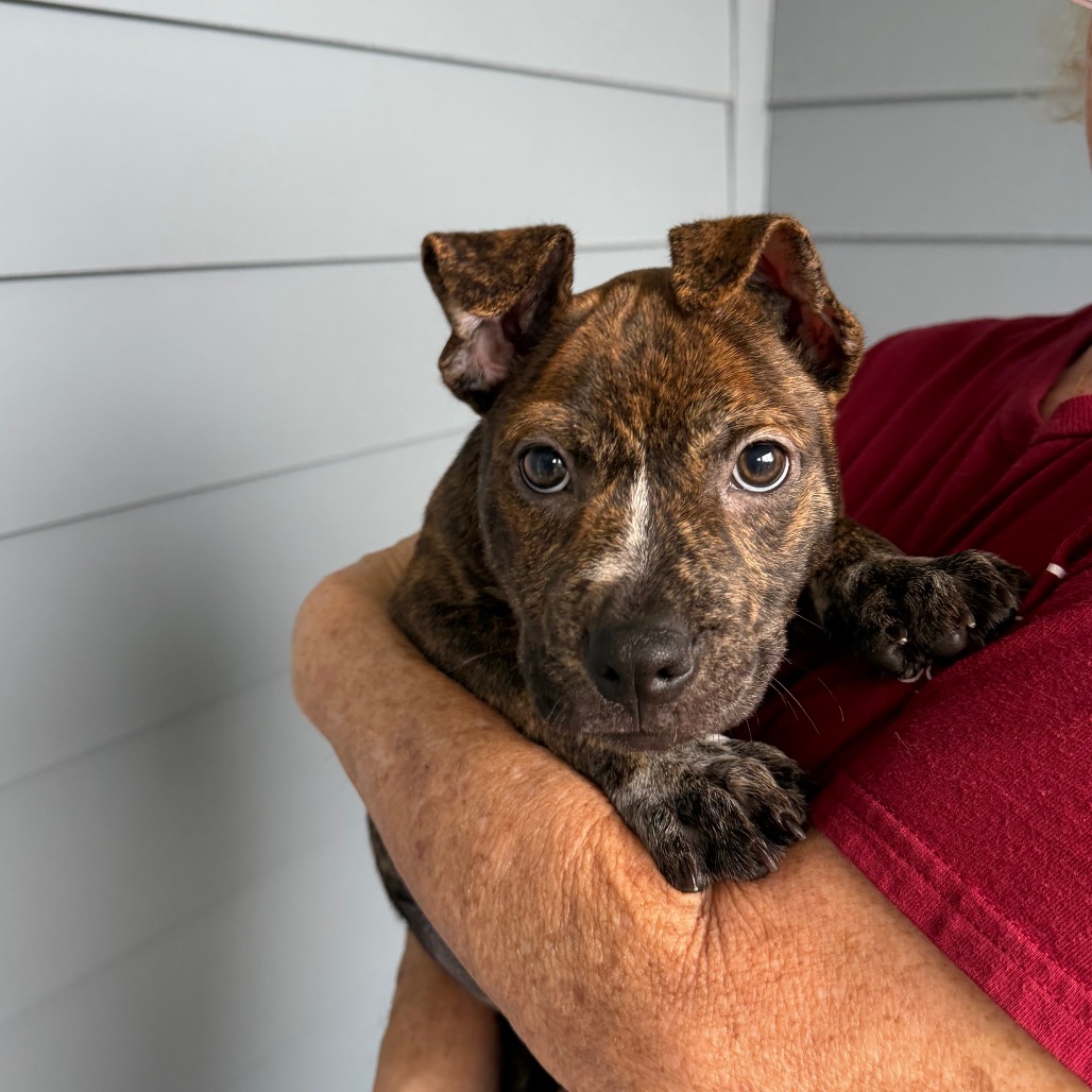 Shelter Stray Male Dog last seen , 3607 N Armenia Ave, Tampa, FL 33607, USA