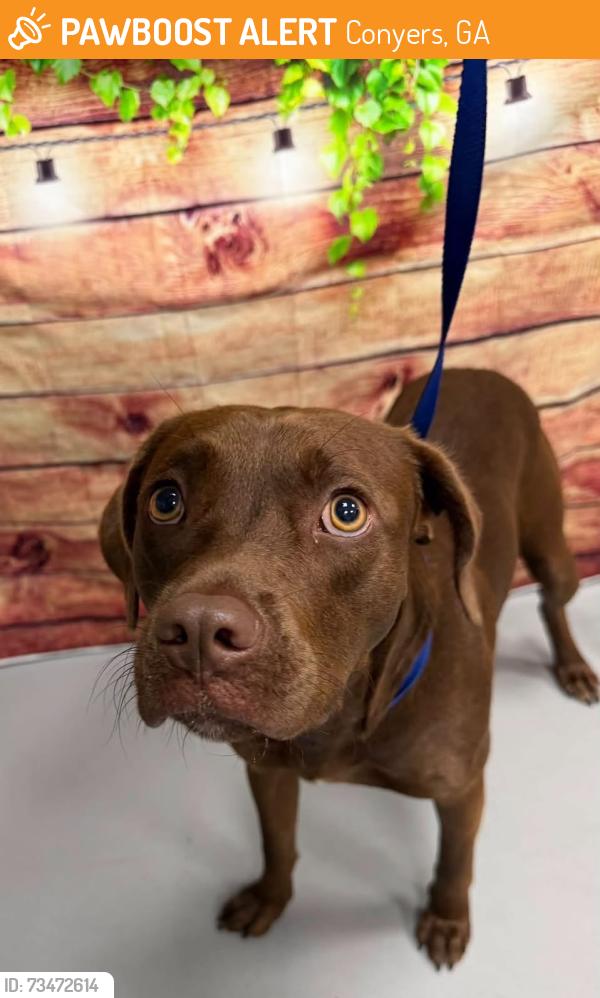Found/Stray Unknown Dog last seen Located at Rockdale County Animal Service, 1506 Rockbridge Road, Conyers, GA 30012, Conyers, GA 30012