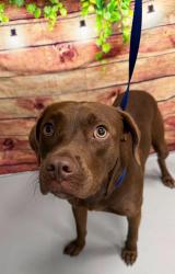 Found/Stray Unknown Dog last seen Located at Rockdale County Animal Service, 1506 Rockbridge Road, Conyers, GA 30012, Conyers, GA 30012