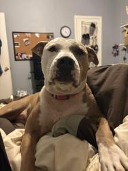 Lost Female Dog last seen Beaverdam road, Erwin, NC 28339