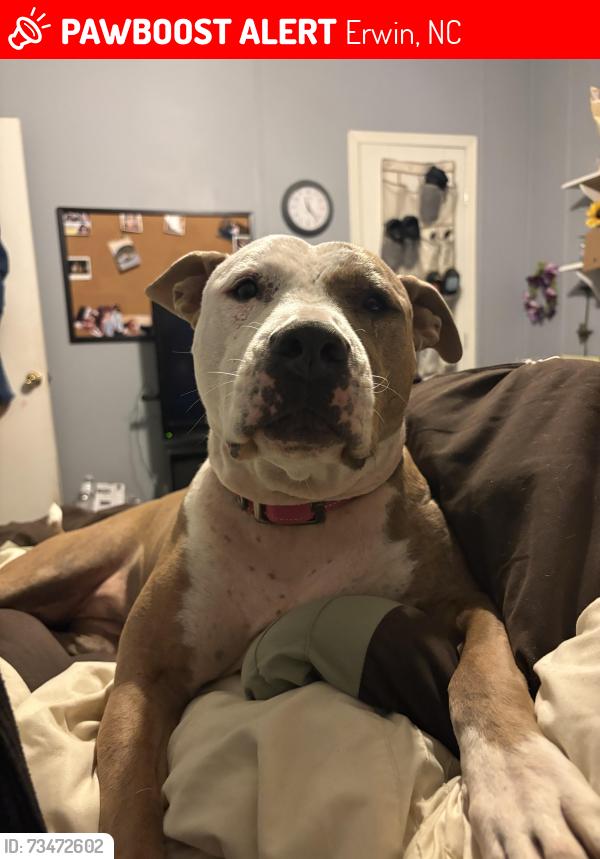Lost Female Dog last seen Beaverdam road, Erwin, NC 28339