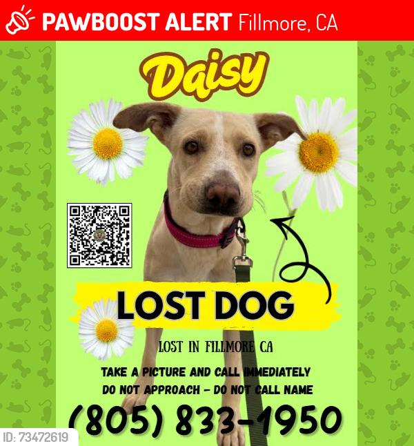 Lost Female Dog last seen wisteria street, Fillmore , CA, 93105, Fillmore, CA 93015