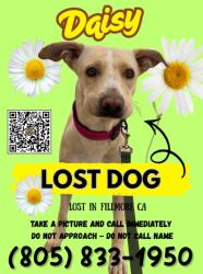Lost Female Dog last seen wisteria street, Fillmore , CA, 93105, Fillmore, CA 93015
