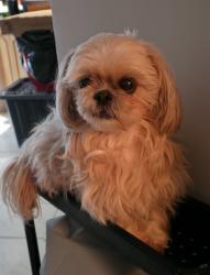 Reunited Female Dog last seen Coin Jarry et Viau, Montréal, QC H1R 1W8