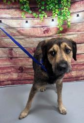 Found/Stray Unknown Dog last seen Located at Rockdale County Animal Service, 1506 Rockbridge Road, Conyers, GA 30012, Conyers, GA 30012