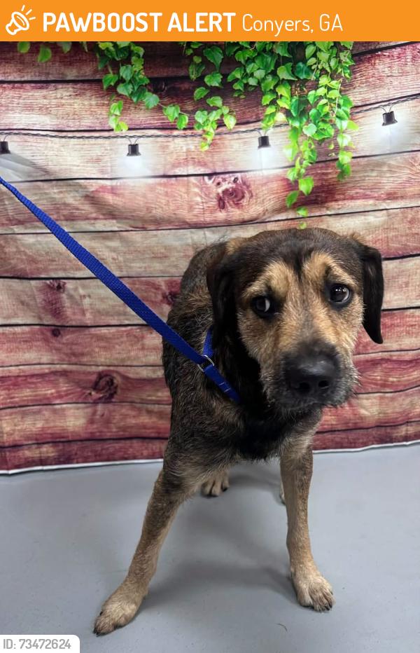 Found/Stray Unknown Dog last seen Located at Rockdale County Animal Service, 1506 Rockbridge Road, Conyers, GA 30012, Conyers, GA 30012