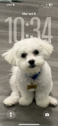 Lost Male Dog last seen Salió de mi casa, The Acreage, FL 33470