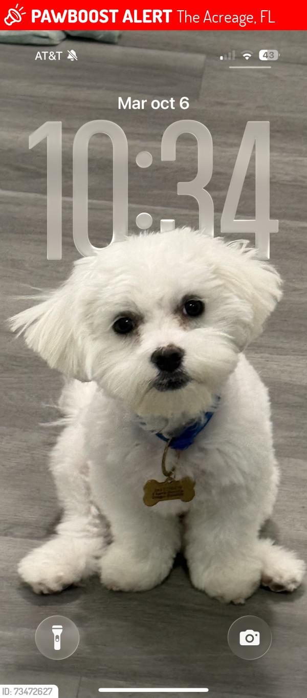 Lost Male Dog last seen Salió de mi casa, The Acreage, FL 33470