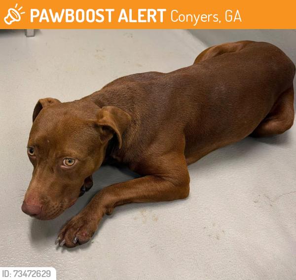 Found/Stray Unknown Dog last seen Located at Rockdale County Animal Service, 1506 Rockbridge Road, Conyers, GA 30012, Conyers, GA 30012