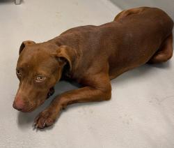 Found/Stray Unknown Dog last seen Located at Rockdale County Animal Service, 1506 Rockbridge Road, Conyers, GA 30012, Conyers, GA 30012