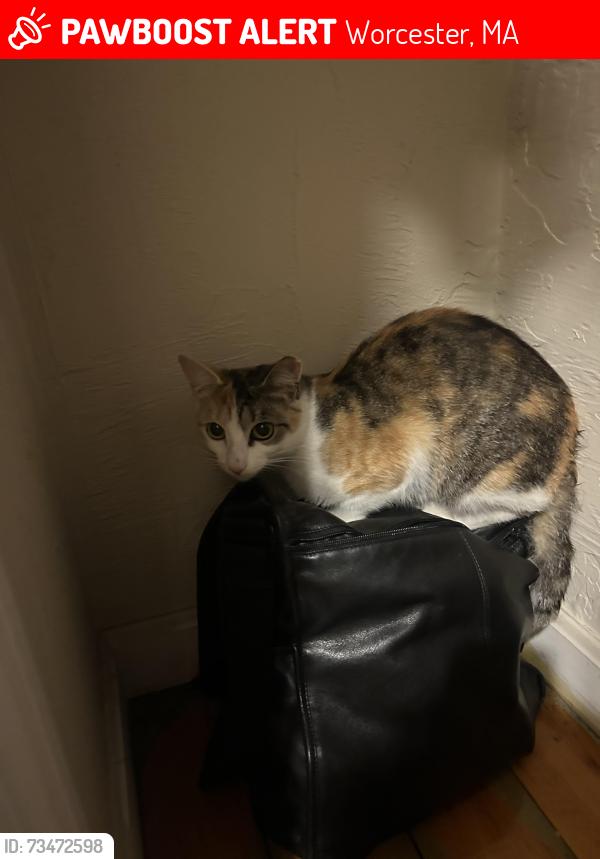 Lost Female Cat last seen Near 775 Pleasant St, Worcester 01602, Worcester, MA 01602