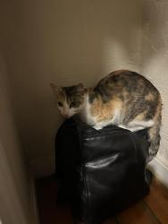 Lost Female Cat last seen Near 775 Pleasant St, Worcester 01602, Worcester, MA 01602
