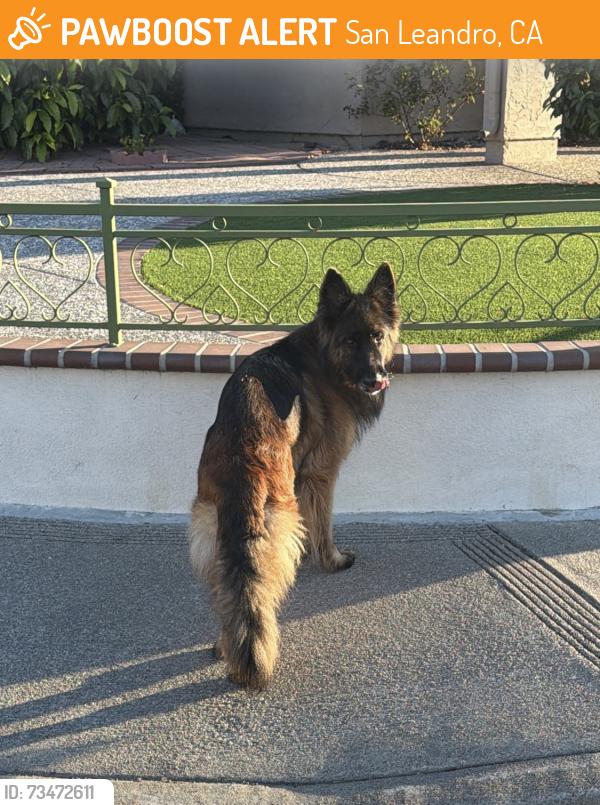 Found/Stray Female Dog last seen Hollyhock dr and Begonia dr, San Leandro, CA 94578