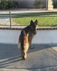 Found/Stray Female Dog last seen Hollyhock dr and Begonia dr, San Leandro, CA 94578