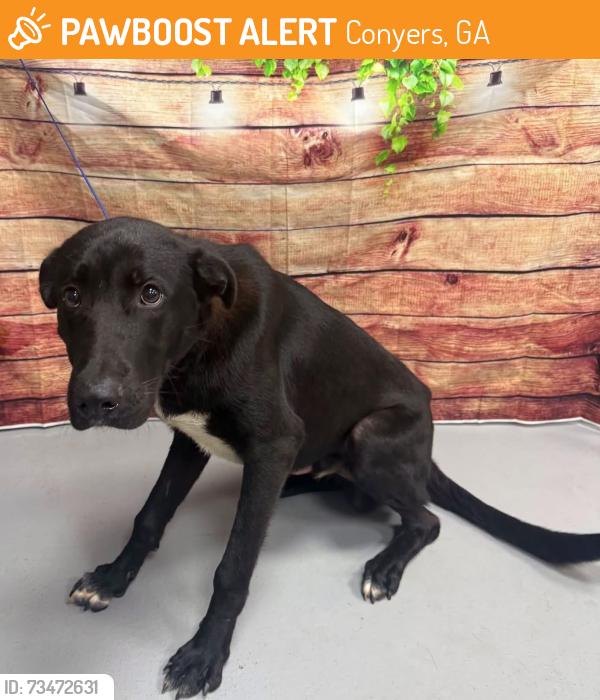 Found/Stray Unknown Dog last seen Located at Rockdale County Animal Service, 1506 Rockbridge Road, Conyers, GA 30012, Conyers, GA 30012