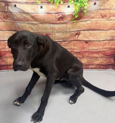 Found/Stray Unknown Dog last seen Located at Rockdale County Animal Service, 1506 Rockbridge Road, Conyers, GA 30012, Conyers, GA 30012