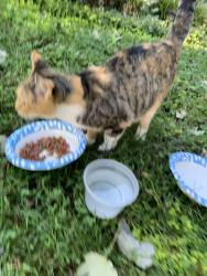 Found/Stray Female Cat last seen 321a, Granite Falls, NC 28630