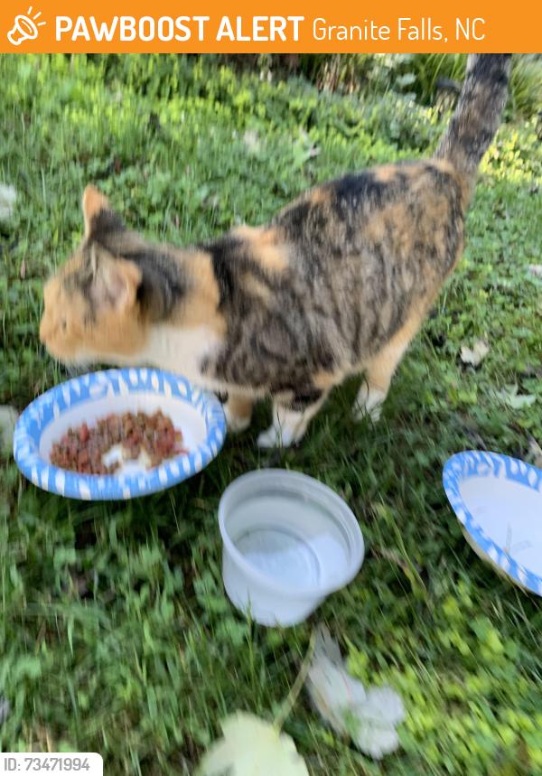 Found/Stray Female Cat last seen 321a, Granite Falls, NC 28630