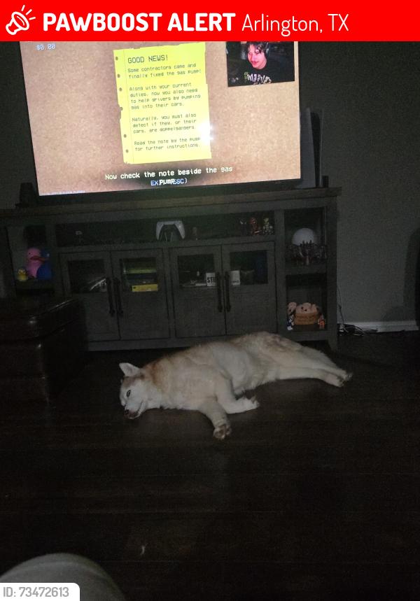 Lost Female Dog last seen Mossberg Dr and, Arlington, TX 76002