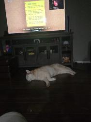 Lost Female Dog last seen Mossberg Dr and, Arlington, TX 76002