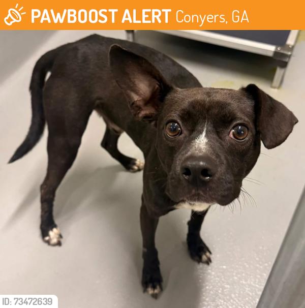 Found/Stray Unknown Dog last seen Located at Rockdale County Animal Service, 1506 Rockbridge Road, Conyers, GA 30012, Conyers, GA 30012