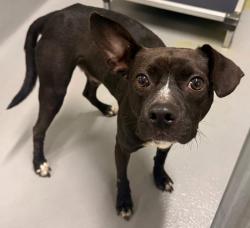 Found/Stray Unknown Dog last seen Located at Rockdale County Animal Service, 1506 Rockbridge Road, Conyers, GA 30012, Conyers, GA 30012