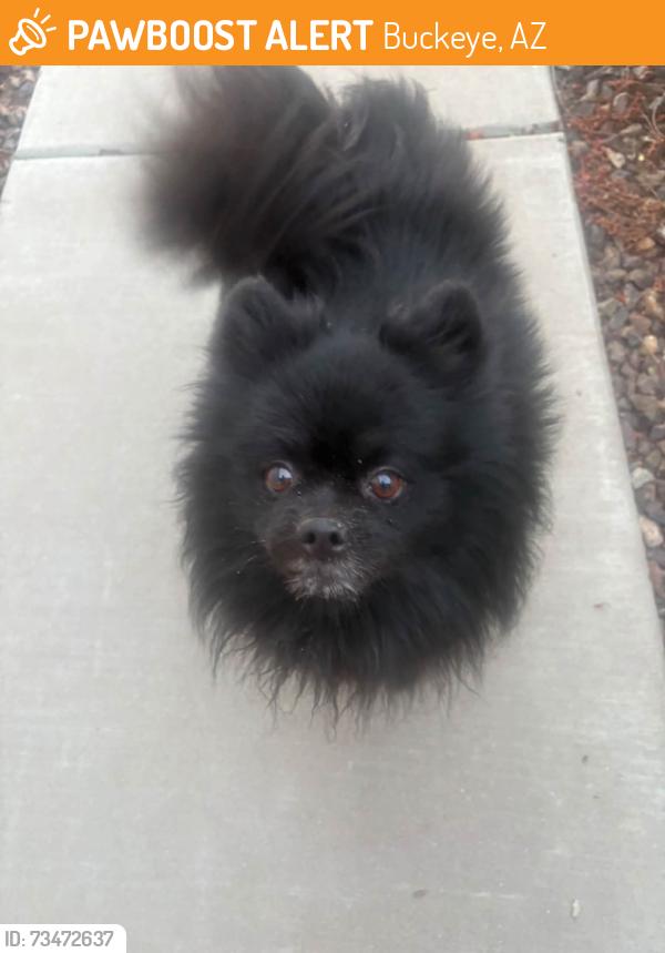 Found/Stray Male Dog last seen Westpark buckeye, Buckeye, AZ 85326