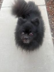 Found/Stray Male Dog last seen Westpark buckeye, Buckeye, AZ 85326
