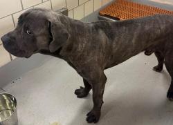 Found/Stray Unknown Dog last seen Located at Rockdale County Animal Service, 1506 Rockbridge Road, Conyers, GA 30012, Conyers, GA 30012