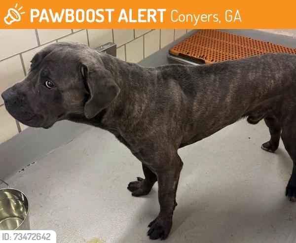 Found/Stray Unknown Dog last seen Located at Rockdale County Animal Service, 1506 Rockbridge Road, Conyers, GA 30012, Conyers, GA 30012