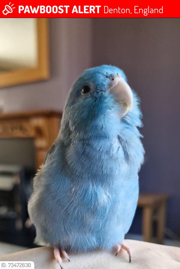 Lost Female Bird last seen st lawrence road, Denton, England 