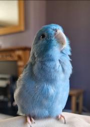 Lost Female Bird last seen st lawrence road, Denton, England 
