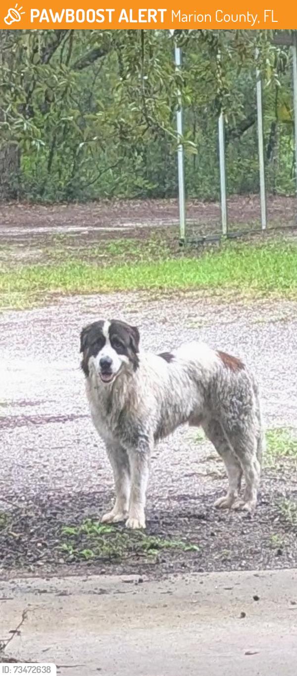 Found/Stray Male Dog last seen 183rd Ave road, Marion County, FL 32179