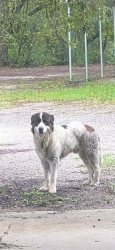 Found/Stray Male Dog last seen 183rd Ave road, Marion County, FL 32179