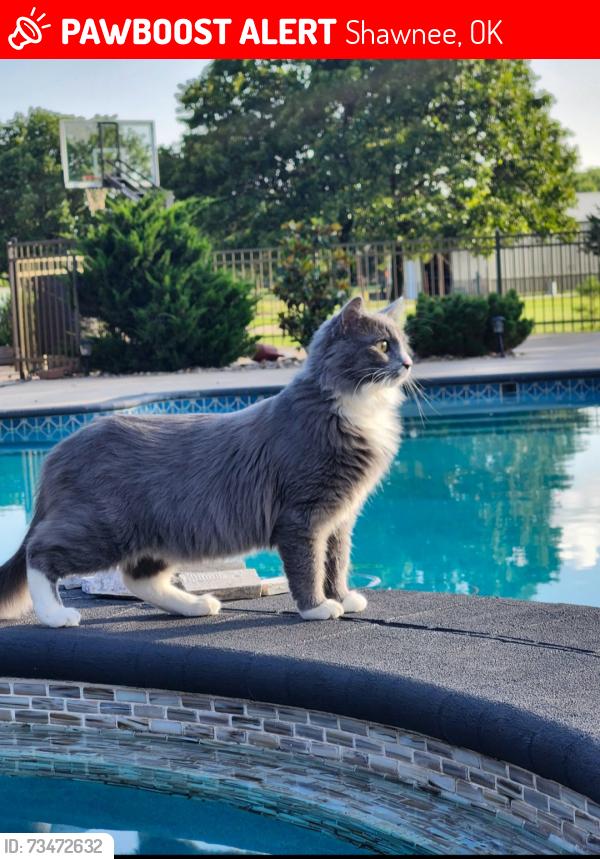 Lost Male Cat last seen Kikapoo casino/Thunder stop gas station, Shawnee, OK 74804