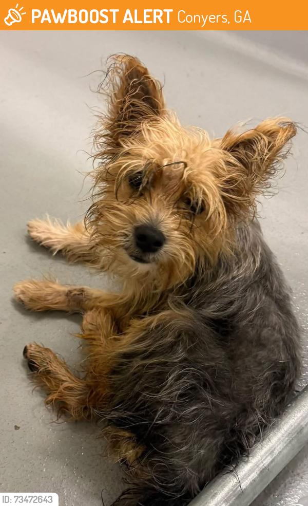 Found/Stray Unknown Dog last seen Located at Rockdale County Animal Service, 1506 Rockbridge Road, Conyers, GA 30012, Conyers, GA 30012